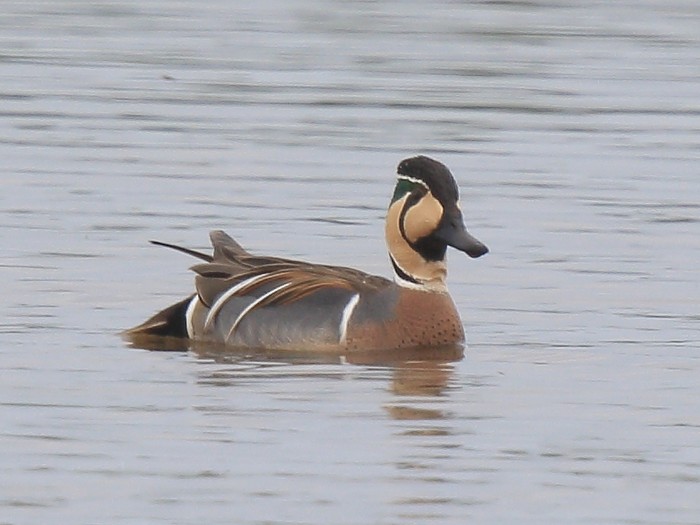 Baikal Teal