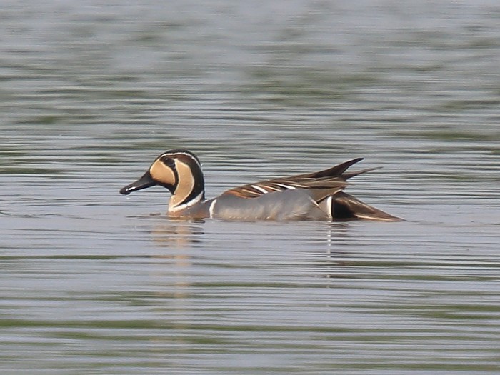 Baikal Teal