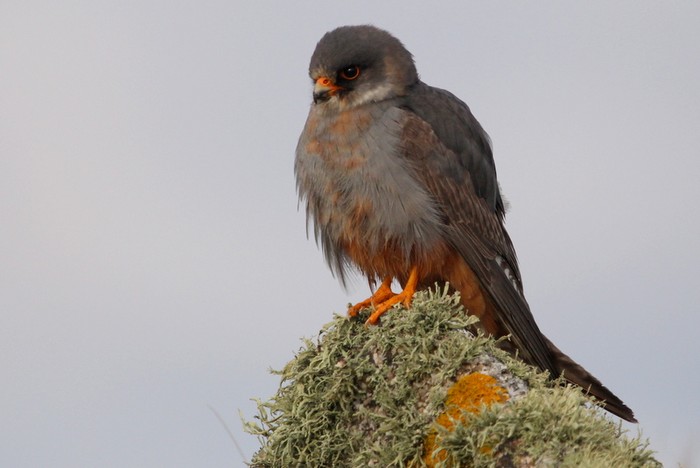 Red-footed Falcon