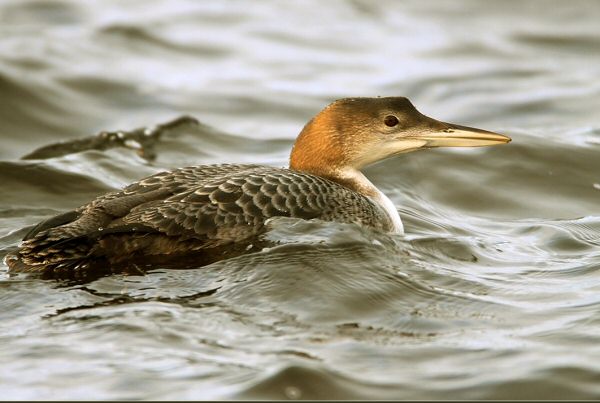 Great Northern Diver