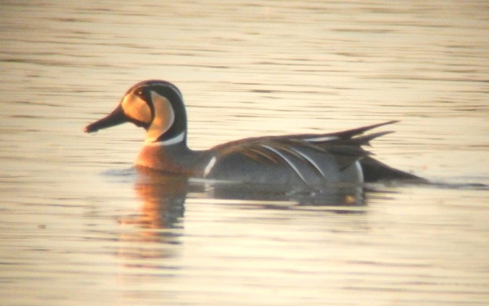 Baikal Teal