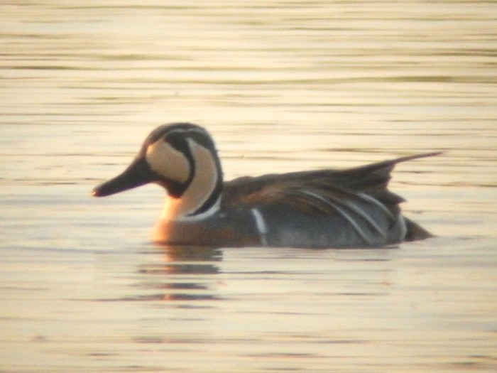 Baikal Teal