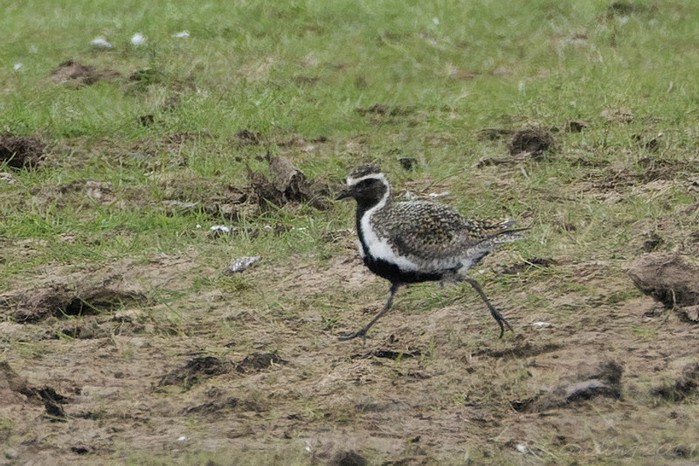 Golden Plover