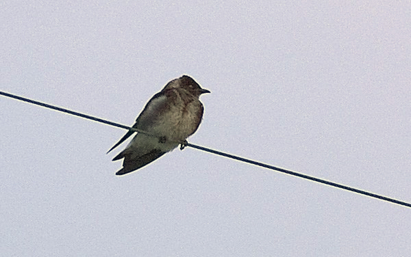 Purple Martin