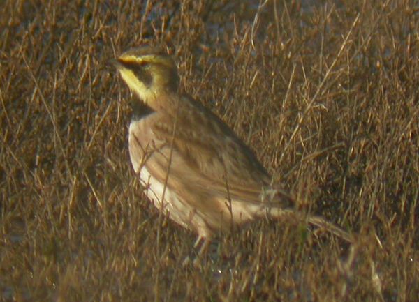 Shorelark