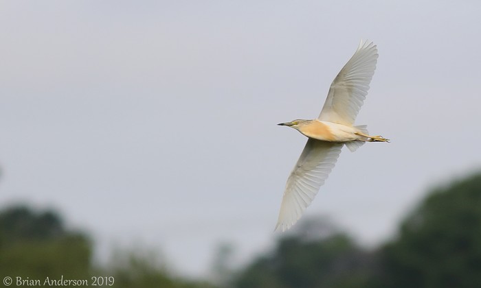 Squacco Heron