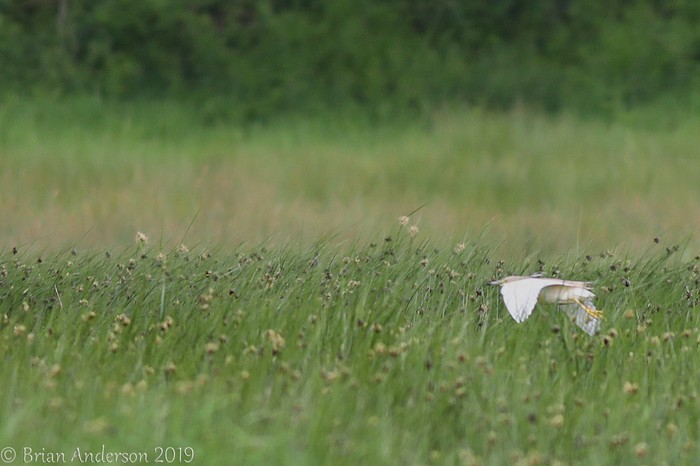 Squacco Heron