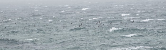 Long-tailed Skua