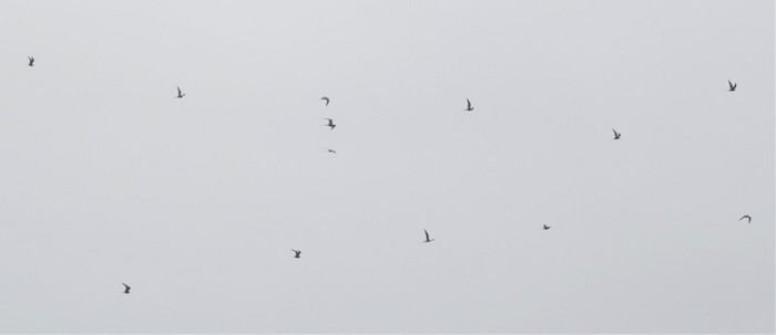 Long-tailed Skua