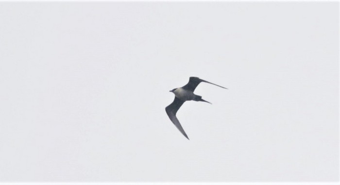Long-tailed Skua
