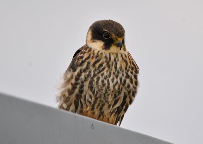 Hobby