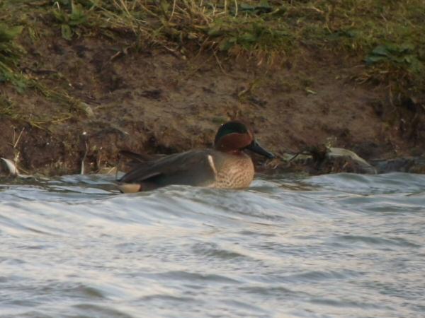 Green-winged Teal