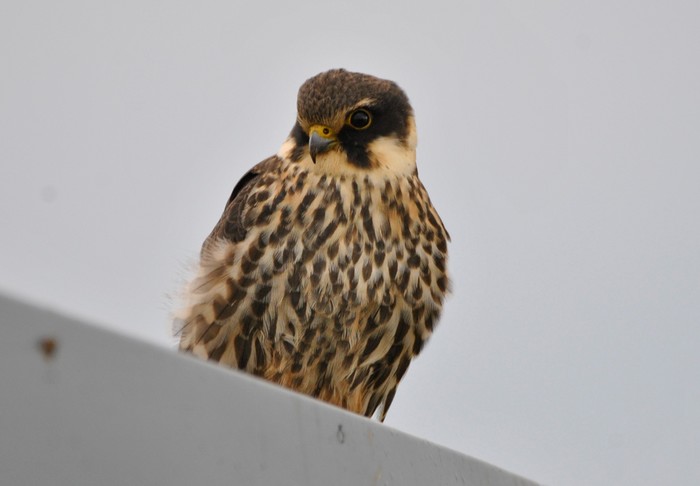 Hobby