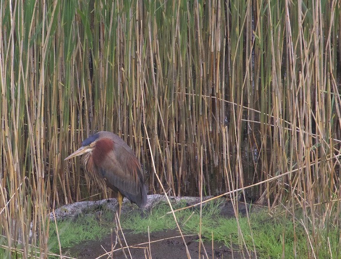 Purple Heron