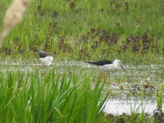 Black-winged Stilt