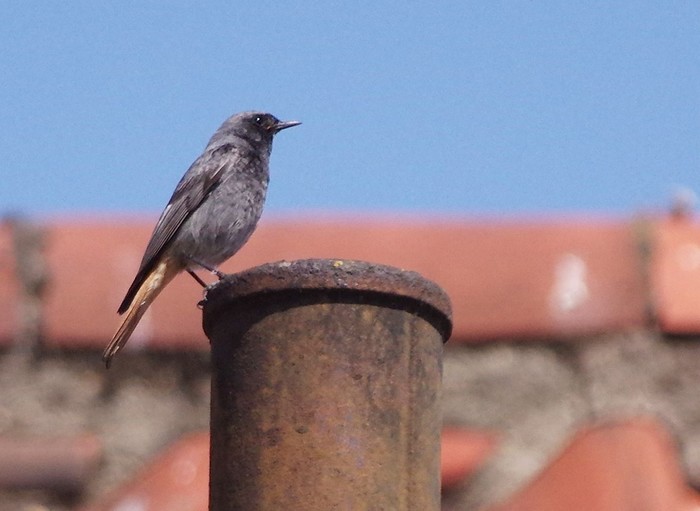 Black Redstart