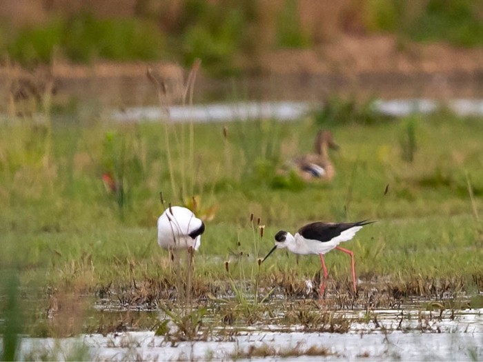 Black-winged Stilt