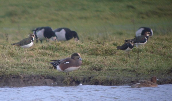 American Wigeon