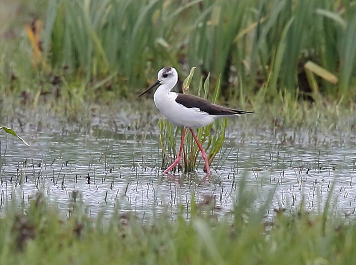 Black-Winged Stilt