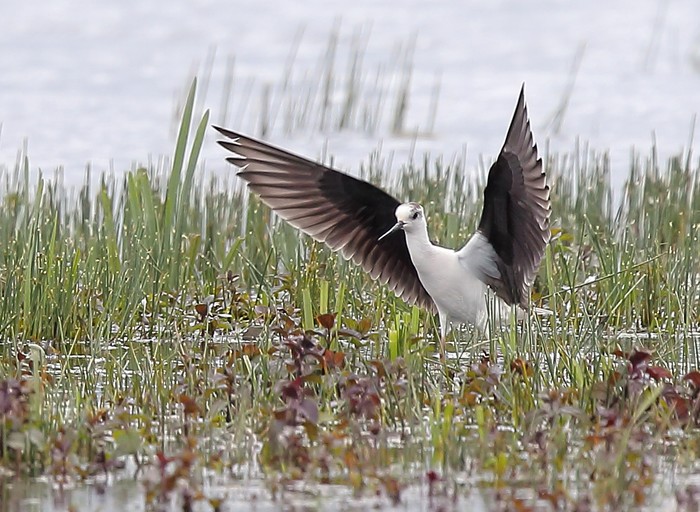 Black-winged Stilt