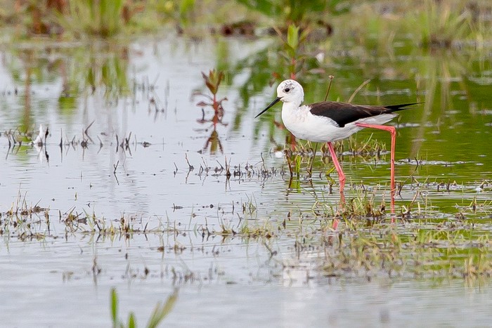 Black-winged Stilt
