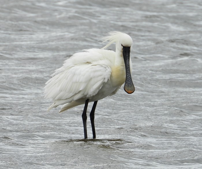 Spoonbill