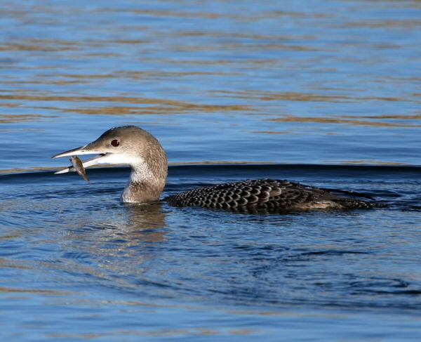 Great Northern Diver
