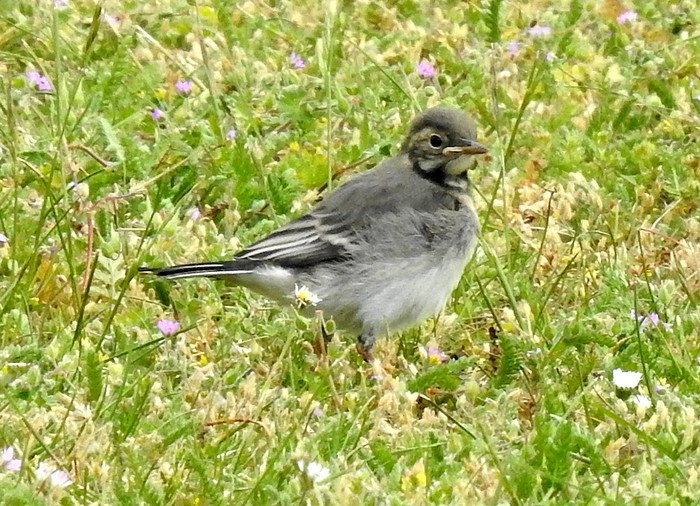 Pied Wagtail
