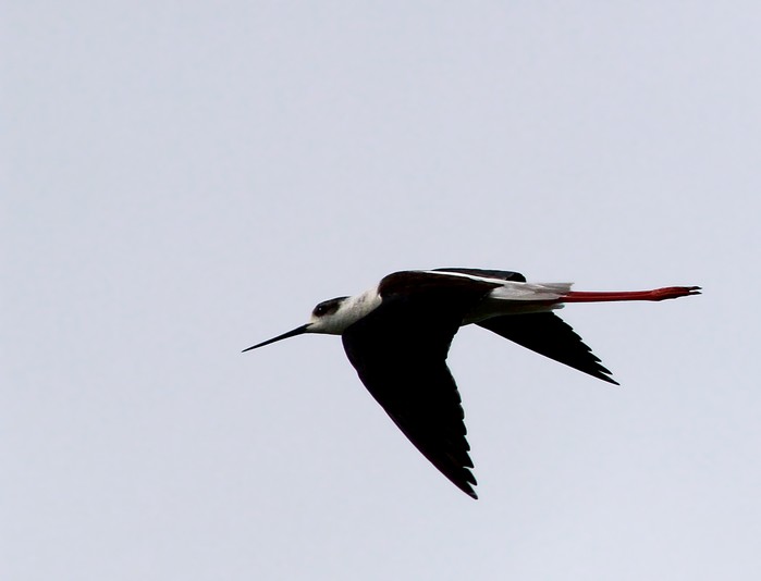 Black-winged Stilt
