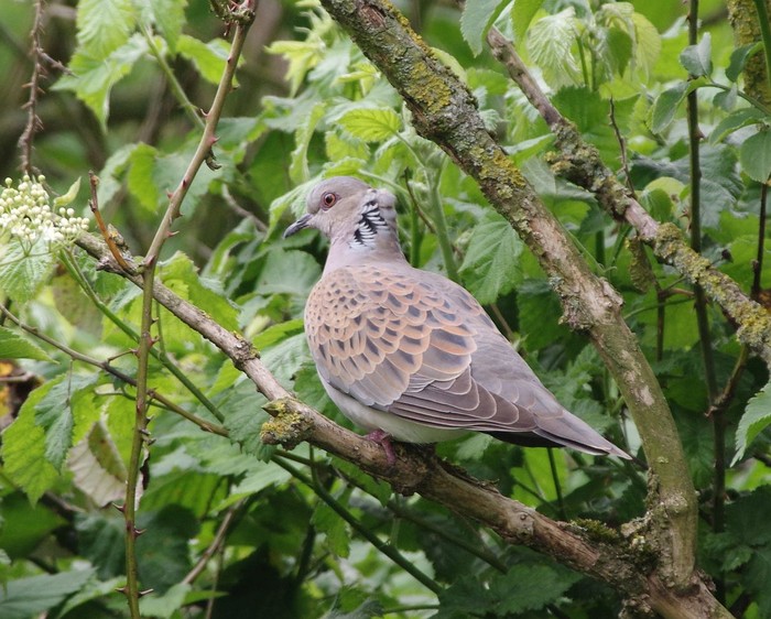 Turtle Dove