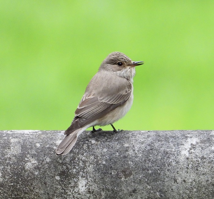 Spotted Flycatcher