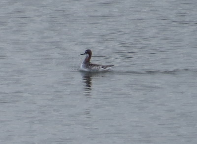 Red-necked Phalarope