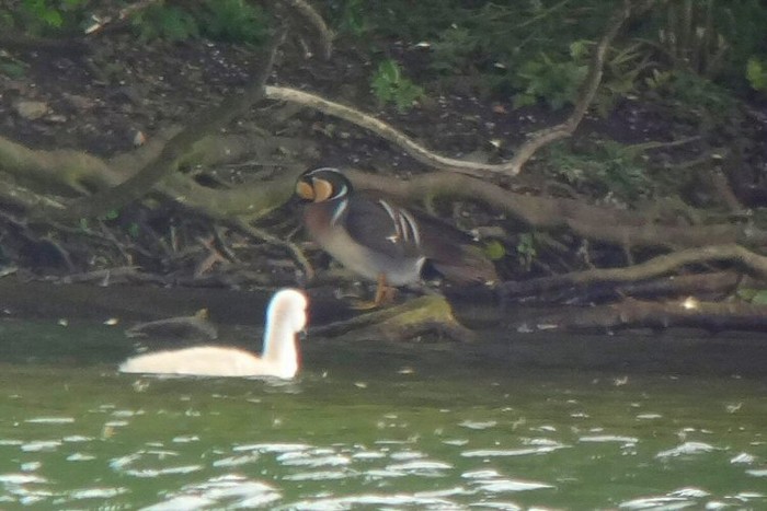Baikal Teal