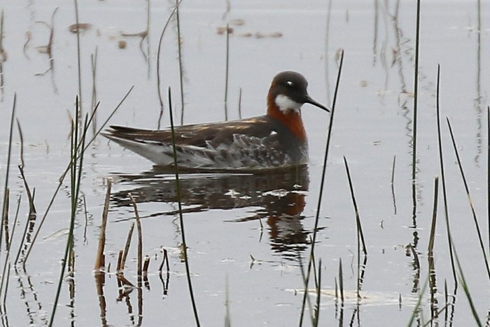 Red-necked Phalarope