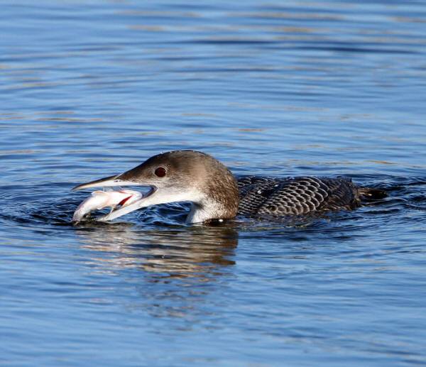 Great Northern Diver