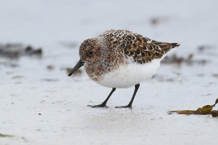 Sanderling