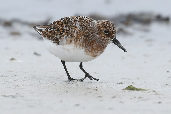 Sanderling 