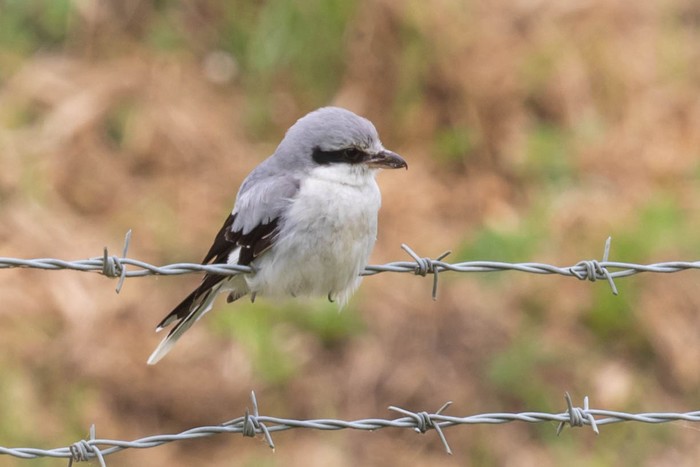 Great Grey Shrike