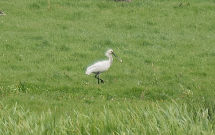 Spoonbill