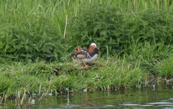 Mandarin