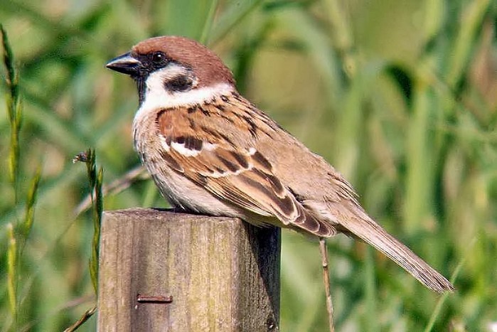 Tree Sparrow