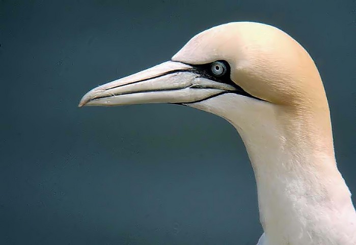 Gannet