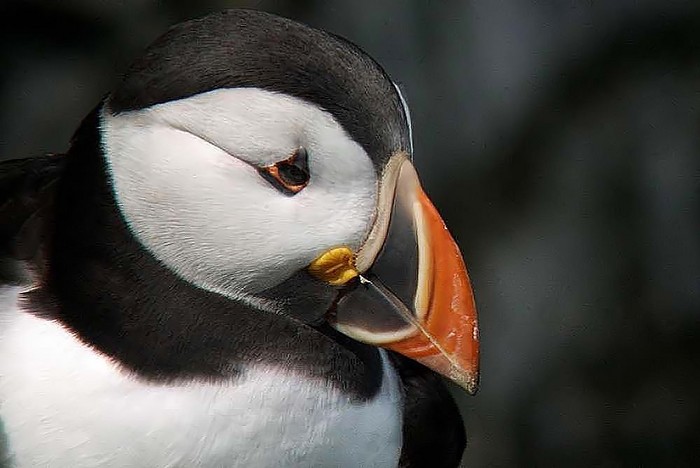 Puffin