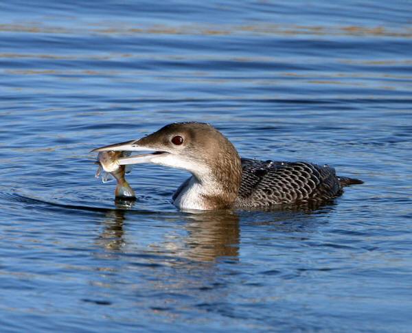 Great Northern Diver