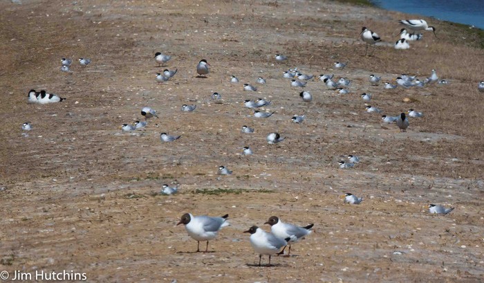 Roseate Tern