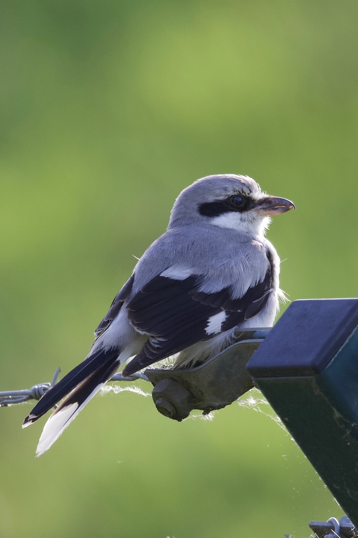 Great Grey Shrike