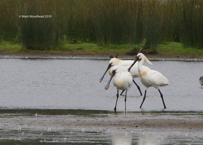 Spoonbill