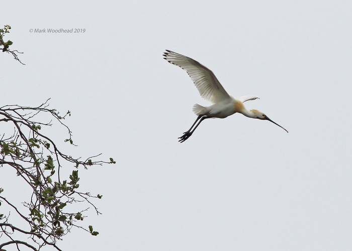 Spoonbill