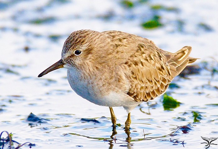 Temminck's Stint
