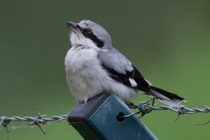 Great Grey Shrike
